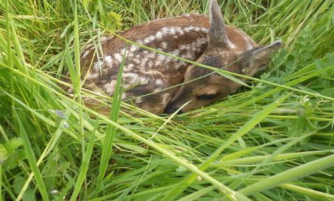 fawn-2039186_1920_pixabay-NCIS.jpg