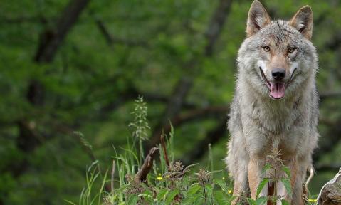 wolf-6319260_1920_pixabay_WFranz_schn.jpg