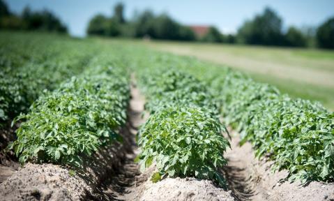 agriculture-2654157_1920_pixabay_-_Wolfgang_Ehrecke_schn.jpg