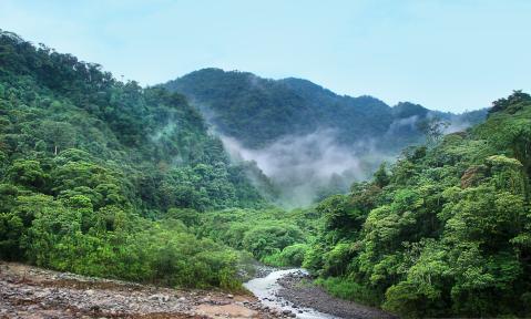 greg_montani_pixabay_jungle-4003374.jpg