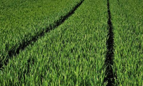 green-5084398_1920_pixabay_pasja1000_schn.jpg