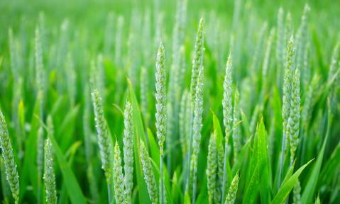 green-1117267_1920_pixabay_Hans.jpg