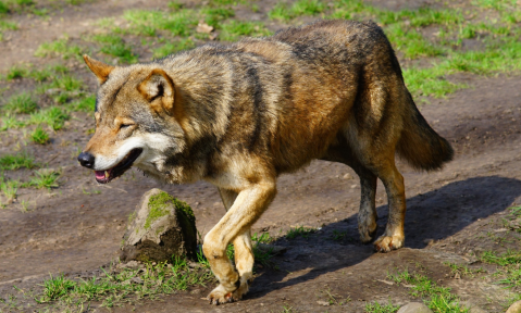 wolf-1281889_1920_pixabay_Karsten_Paulick.png