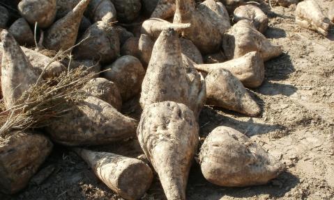 sugar-beet-837809_1920_pixabay-wikimedialmages.jpg