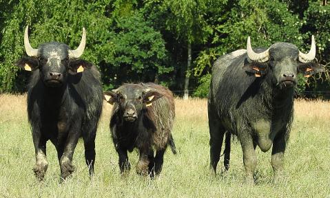 Drei Wasserbüffel auf einer Wiese