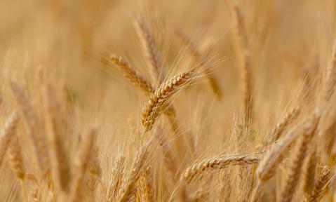 wheat-3241114_1920_pixabay_Candiix.jpg
