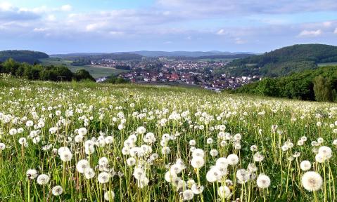 Löwenzahnwiese voller Pusteblumen