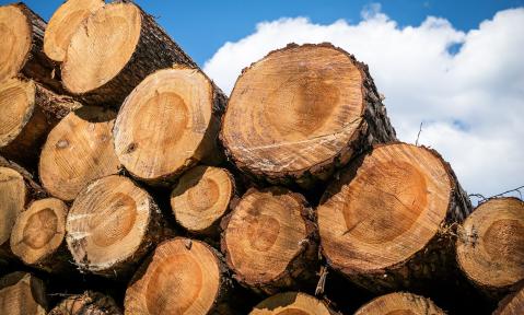 wood-1318872_1920_pixabay-Didgeman.jpg