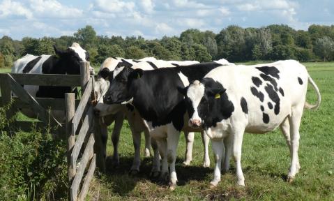 Vier Kühe an einem Holzgatter auf der Weide