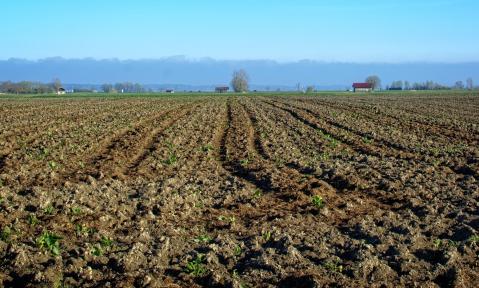 field-1322819_1920_pixabay_Manfred_Antranias_Zimmer.jpg