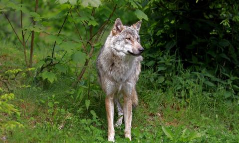 wolf-6319252_1920_pixabay_WFranz.jpg