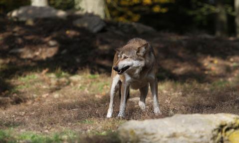 wolf-2974728_1920_pixabay_Kurt_K..jpg