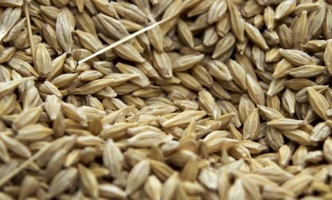seeds-3713535_1280_pixabay_rumpel.jpg