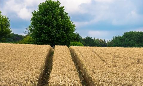 wheat-4335898_1920_pixabay_Thomas_B..jpg