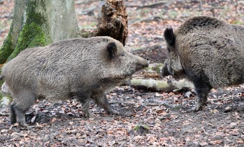 Wildschweine