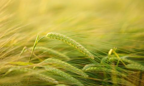 barley-2117454_1920_pixabay_Hans.jpg