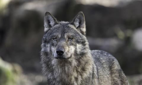 wolf-5360340_1920_pixabay_keyouest.jpg