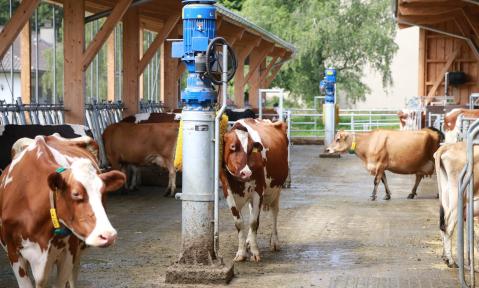 cow-5383227_1920_pixabay_Jai79.jpg
