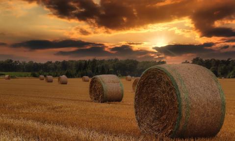 field-6492749_pixabay_Lolame_kl.jpg