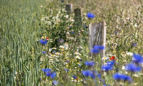 fence-post-5243359_1920_pixabay_Thomas_B..jpg