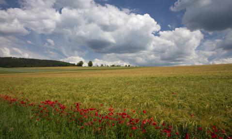 poppy-5773456_1920_pixabay_Wolfgang157.jpg