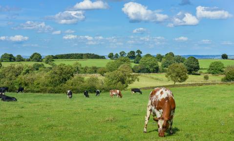 livestock-601277_1920_pixabay-stokpic.jpg