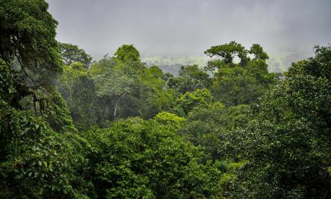 rainforest-7399285_1920_pixabay_HarryJBurgess.jpg