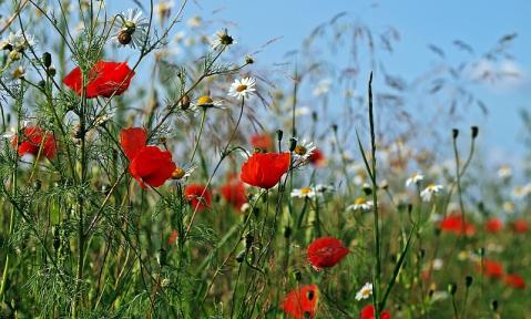 JA_rain-field-1333359_1920_pixabay-kie-ker_-_800.jpg