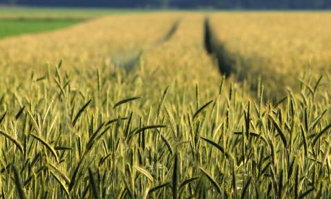 cereals-6358534_1920_pixabay_cely.jpg