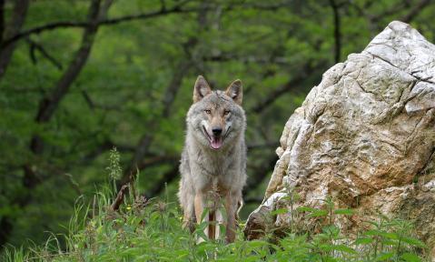 wolf-6319260_1920_pixabay_Franz_W..jpg