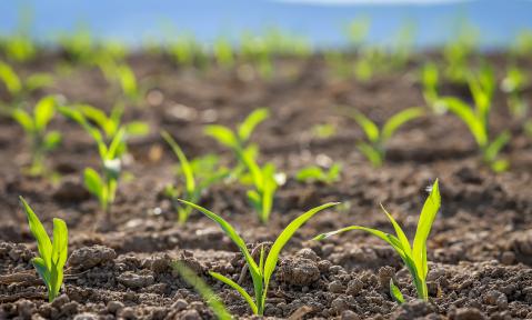 seedling-7494363_1920_pixabay_analogicus.jpg