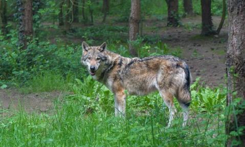 wolf-3585218_1920_pixabay-christels.jpg