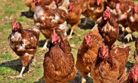 chicken-4155959_1920_pixabay_Capri23auto.jpg