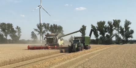 Mähdrescher mit Traktor bei der Weizenernte auf dem Feld