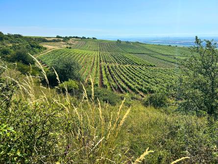 Weinanbau Weinhänge