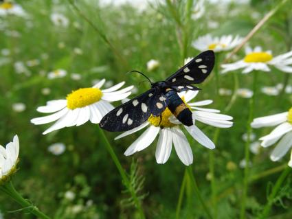 Weissfleck-Widderchen auf dem Betrieb im Havelland