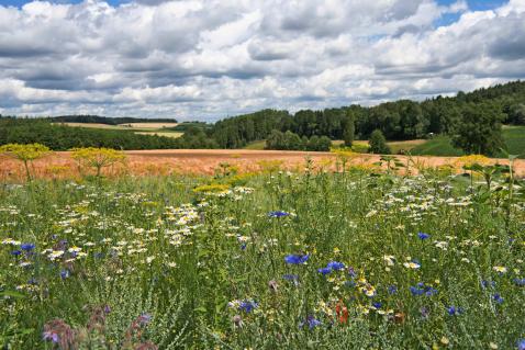Blühstreifen in Niederbayern
