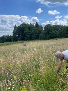 Ausreißaktion Jakobskreuzkraut Im Westerwald_C_Westerwälder Landwirte für Naturschutz e.V.