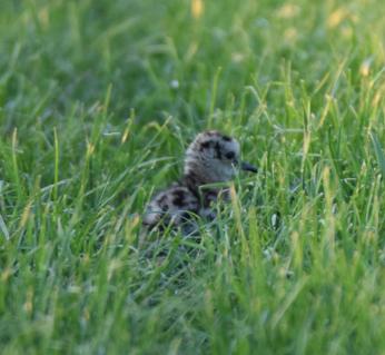 Großer Brachvogel Küken