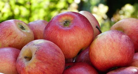 apple-4459397_1920_pixabay_silviarita_schn.jpg