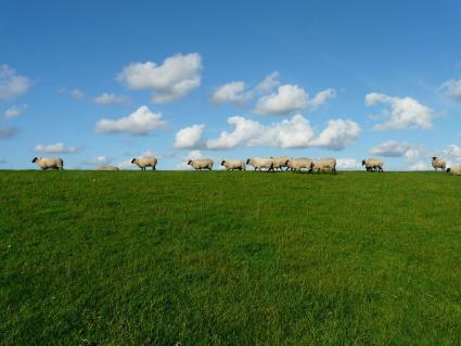 sheep-57706_1920_pixabay_Hans_Braxmeier.jpg