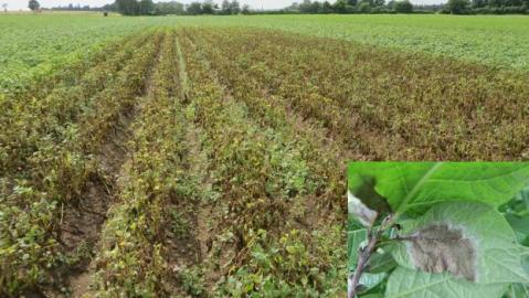 Versuchsfeld_Durch_den_pilzlichen_Erreger_Phytophthora_infestans_ausgeloeste_Kraut-_und_Knollenfaeule_in_Kartoffeln.jpg