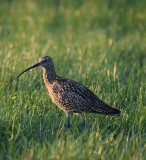 Niedersachsen_grosser_Brachvogel.jpg