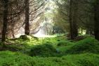Waldlandschaft