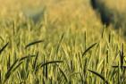 Landwirtschaft muss bei kritischer Infrastruktur mitgedacht werden
