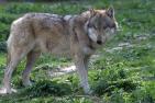 Wolf in freier Wildbahn