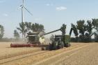 Mähdrescher mit Traktor bei der Weizenernte auf dem Feld