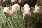 Schweine Spaltenboden