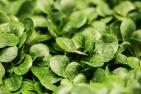 A2_salad-264826_c_ejaugsburg_pixabay.jpg