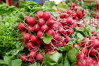 A4_radishes-2331135_c_JuSa2000.jpg